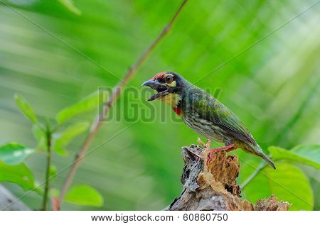 Coppersmith Barbet Bird (megalaima Haemacephala)