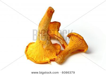 Række spiselige svampe kantarel (Cantharellus Cibarius)
