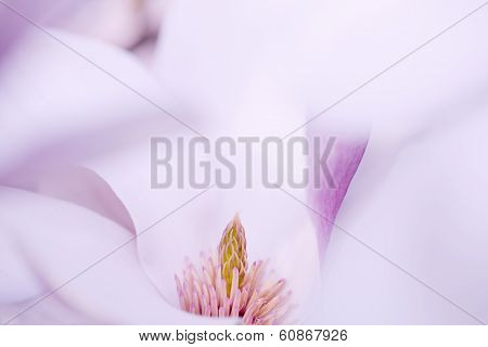 Flower Of A Magnolia Tree