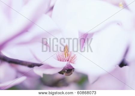 Flower Of A Magnolia Tree