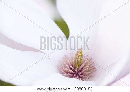 Flower Of A Magnolia Tree