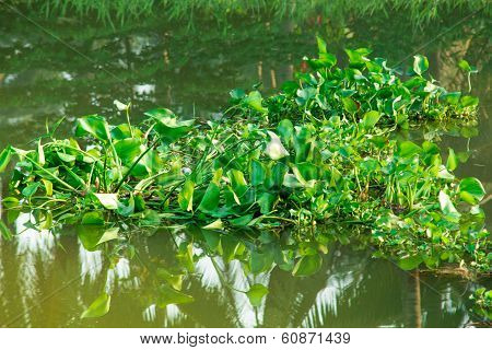 Vitality water hyacinth