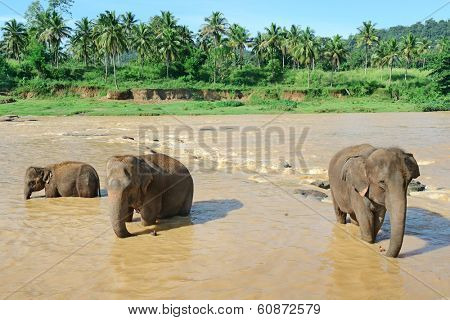 Elephants bathing in the river                                    