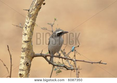 Woodshrike ทั่วไป