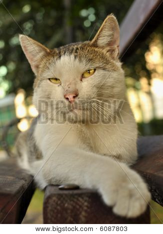 Kat