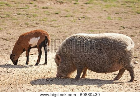 Pig And Goatling.