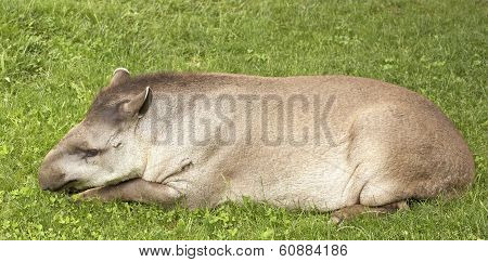 Tapir