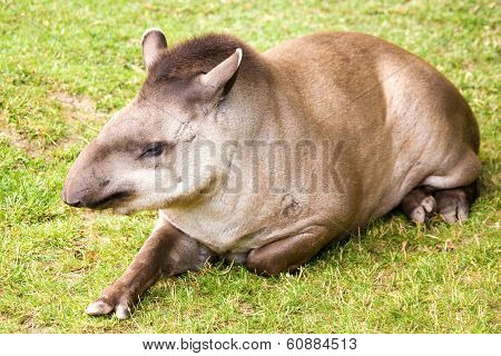 Tapir