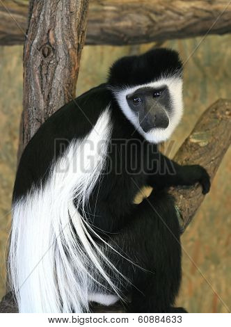 Guereza