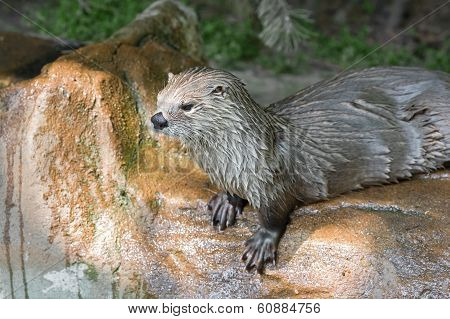 River Otter