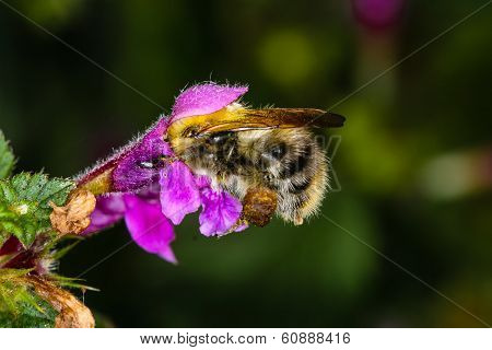 Bee
