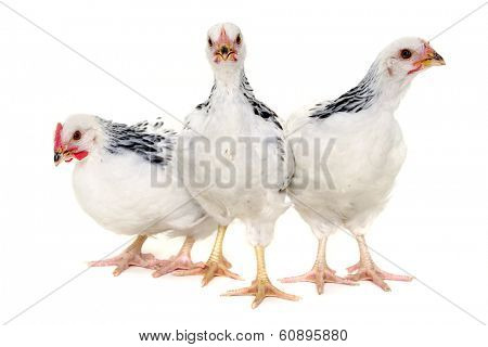 Chickens is standing and looking. Isolated on a white background.