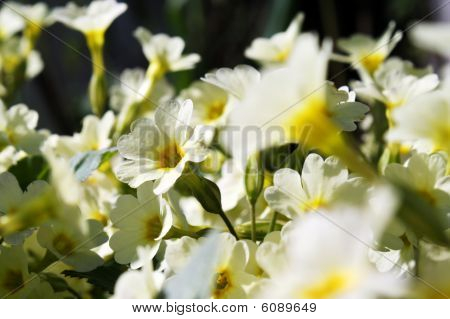 Primeln - die ersten Frühlingsblumen