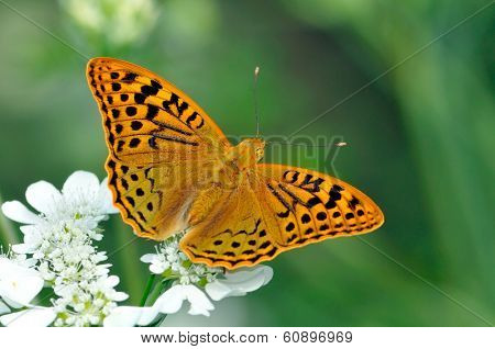 butterfly in natural habitat (melitaea aethera)