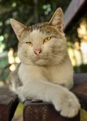 Katze
