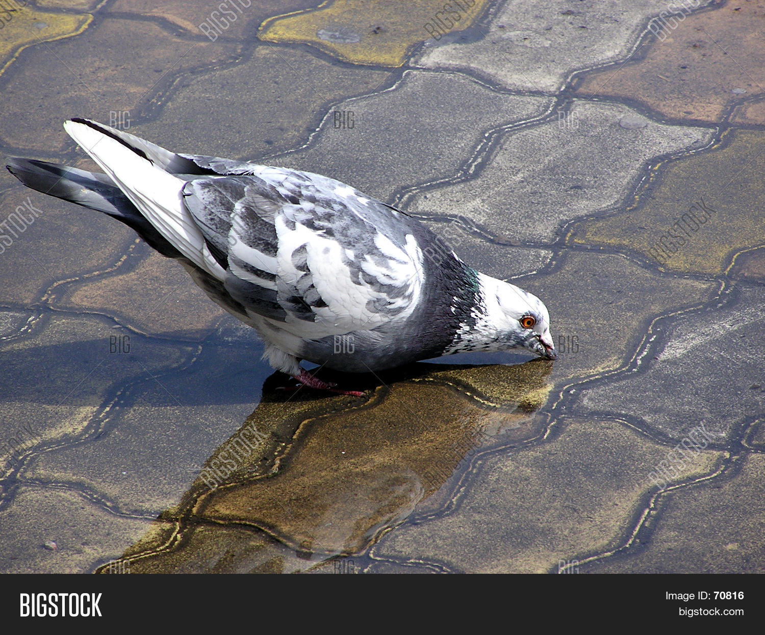 Pigeon Drinking Water Image & Photo (Free Trial) Bigstock