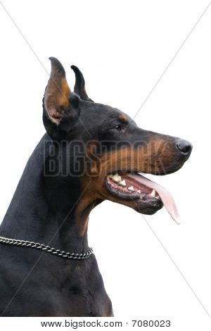 Ritratto di Dobermann nero isolato su sfondo bianco