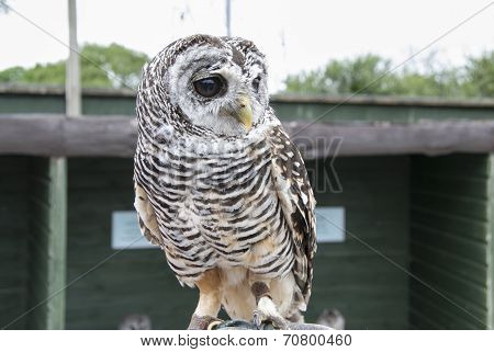 Rufous Legged Owl