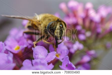 A beautiful Hover-fly feeding on a purple Buddleja flower