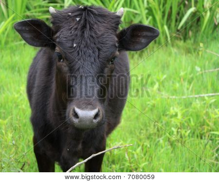 Gros plan de vache à la ferme