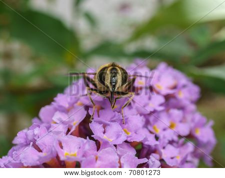A beautiful Hover-fly feeding on a purple Buddleja flower