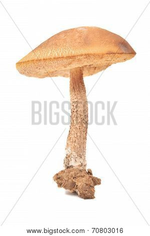 Leccinum Scabrum