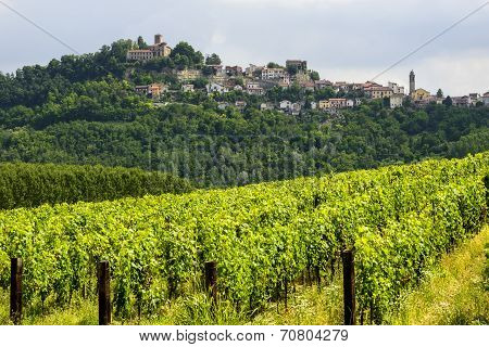 Summer Landscape In Monferrato (italy)