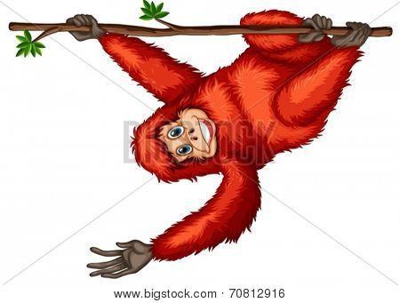 Illustration of a closeup orangutan hanging on a vine