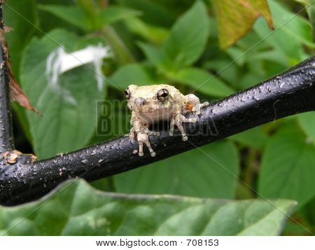 Treefrog 