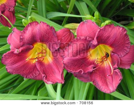 Pink Lily