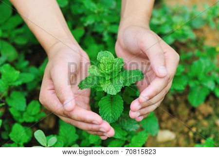 mint plant in growth at field