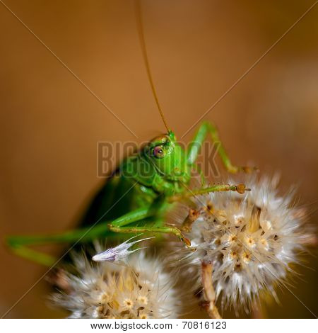Green grosshopper