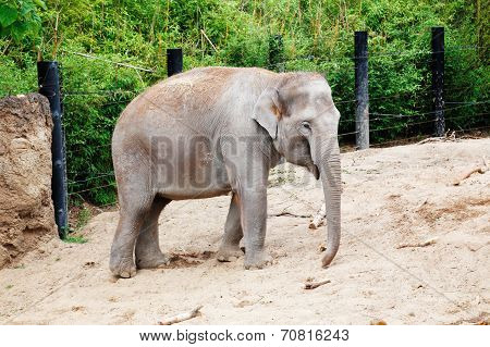 Female elephant on a sandy enclosure
