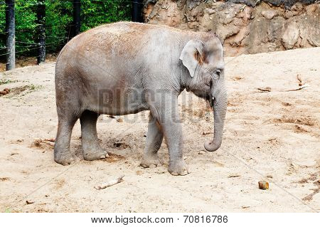 Female elephant on a sandy enclosure