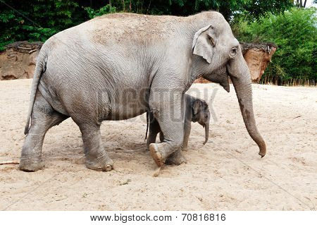 Mother elephant with her newborn baby elephant