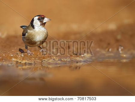 Goldfinch