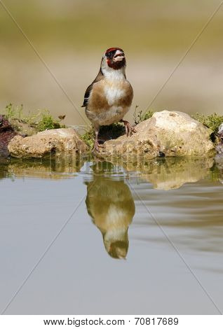 Goldfinch