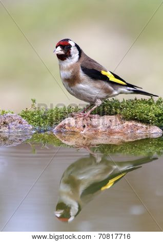 Goldfinch
