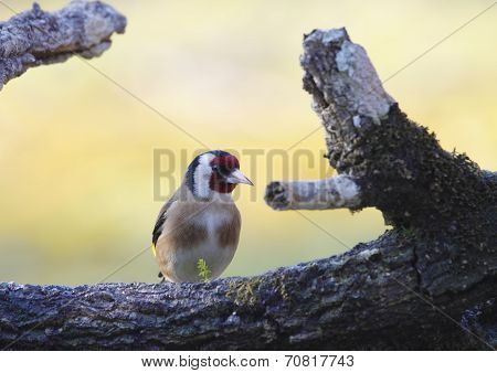 Goldfinch