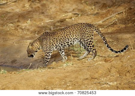 Isolated Leopard drinking
