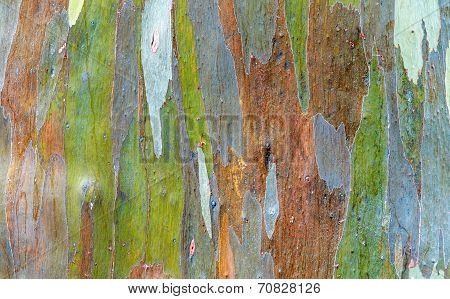 Rainbow Eucalyptus