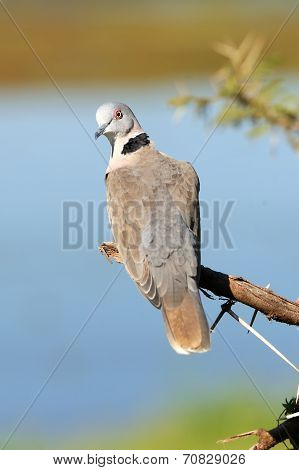 Ring-necked Dove