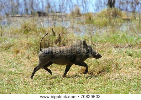 Warthog