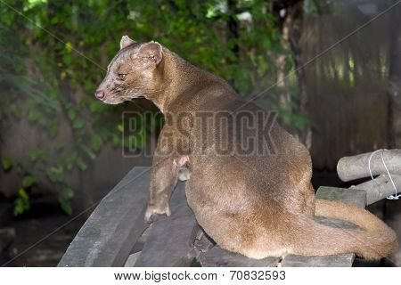 Fossa (cryptoprocta Ferox)