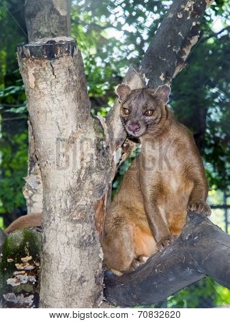 Fossa (cryptoprocta Ferox)