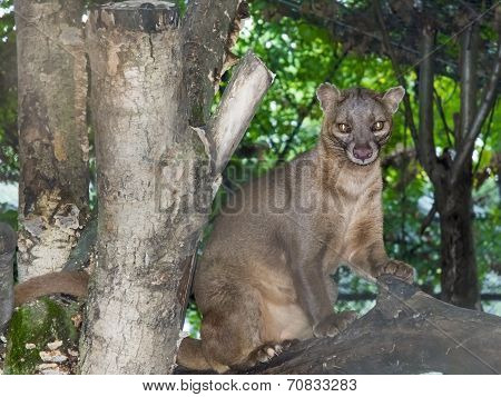 Fossa (cryptoprocta Ferox)