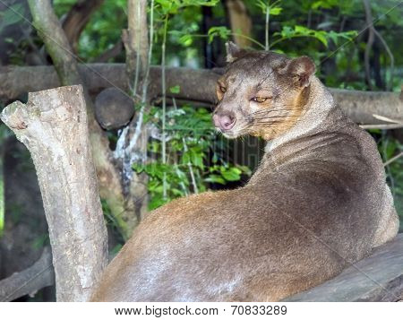 Fossa (cryptoprocta Ferox)