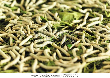 Silkworm Walking in the Mulberry Green Leaf