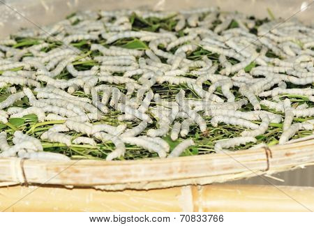 Silkworm Walking in the Mulberry Green Leaf