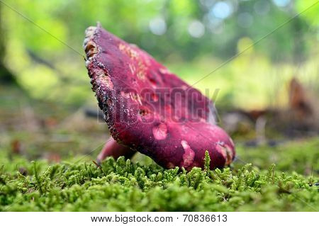 Russula Xerampelina